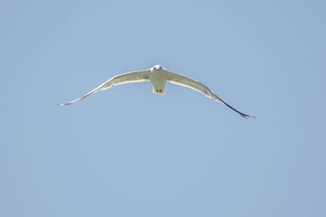 Flying big seagull. White seagull flies in the sky. Seagull wings