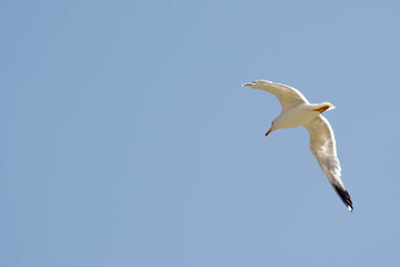 Flying big seagull. White seagull flies in the sky. Seagull wings. Birds in nature.