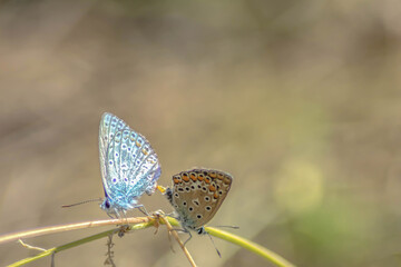 Two butterflies on the grass. Butterfly mating. Beautiful colorful butterflies in nature