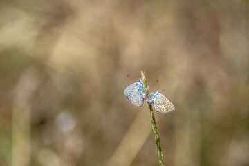 Two butterflies on the grass. Butterfly mating. Beautiful colorful butterflies in nature