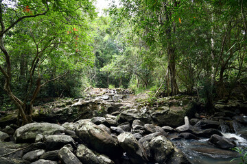 stream in the forest