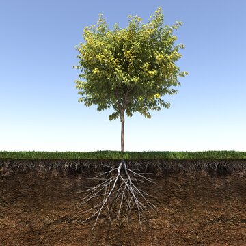 tree root system, 3d render