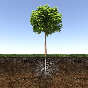 tree root system, 3d render