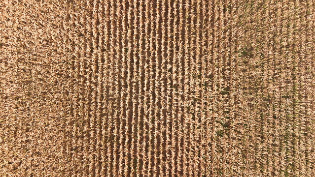 corn field drone view picture - best quality HD wallpaper