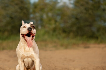 Happy American Staffordshire Terrier sitting on sand and looking at camera in rural