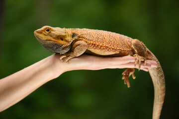 Domestic iguana on hand, outdoor.