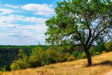 beautiful tree on a hill next to the valley, blue sky with clouds on the horizon, beautiful summer landscape, bright sunny day