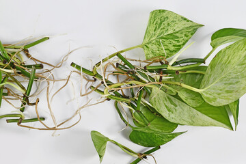 Bunch of Marble Queen pothos houseplant cuttings with long bare roots