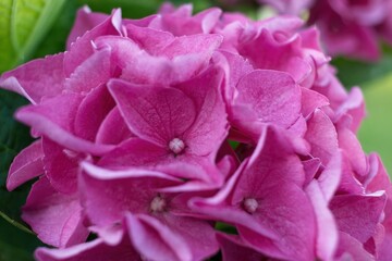 close up of a pink rose