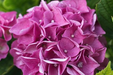 close up of a pink rose