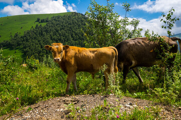 View of cows in Caucasus mountains