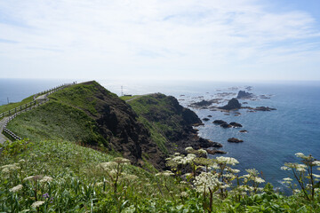 Cape Erimo in summer with white flowers and the blue sea