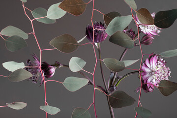 Botanical background, purple flowers and abstract foliage on a gray background.