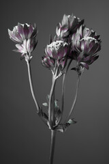 Small flowers on thin stems, close-up, gray background, studio shot.