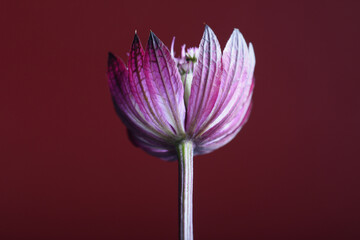 One flower on a dark red background, close-up, purple petals.