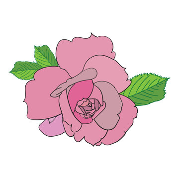vector rose | pink rose with green leaves
