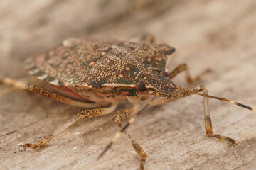 Closeup on an adult brown mediterranean pentatomid shieldbug, Halyomorpha halys sitting on wood