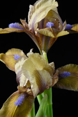 Fototapeta na wymiar Creamy irises on a black background.