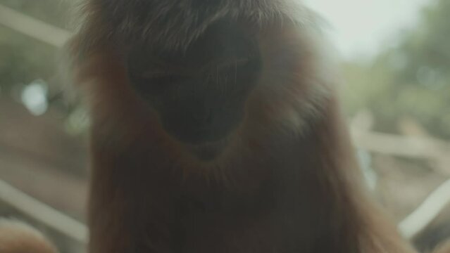 Portrait of Vulnerable Javan Lutung Langur Trachypithecus auratus Originally from Indonesia
