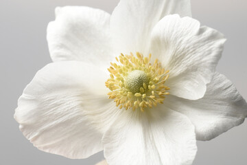 Anemone flower bud with white petals on a gray background.