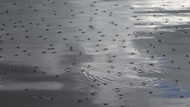 Wasserl&auml;ufer auf einem Teich
