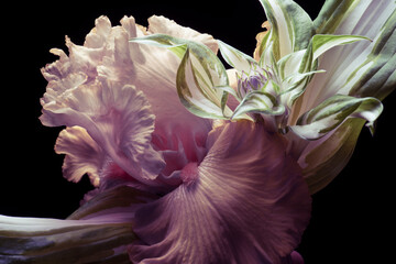 Abstract flower on a black background, pink and green colors, close-up.