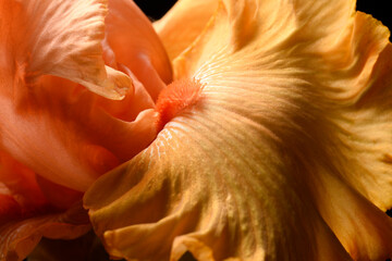 Orange flower iris on a black background, close-up,