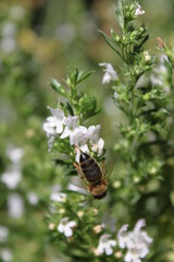 A bee on the white flowers of herb plants