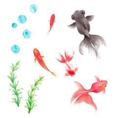 金魚５種と水草のセット。水彩イラスト（透過背景）