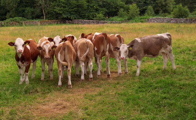 Fototapeta na wymiar Herd of cows on the lawn