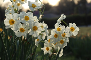 white and yellow flowers in the spring