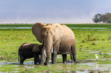Naklejka na ściany i meble Elephants in Amboseli Park, Kenya