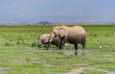 Fototapeta na wymiar Elephants in Amboseli Park, Kenya