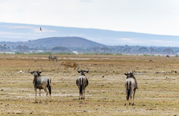 Obraz na płótnie Canvas Animals in Amboseli National Park