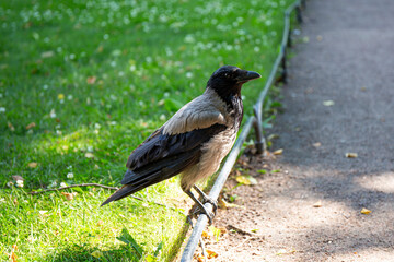 Gray crow sits on a fence in the park