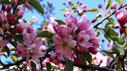 Fototapeta na wymiar Flowers of a blooming pink apple tree in the garden in spring. Selective focus.