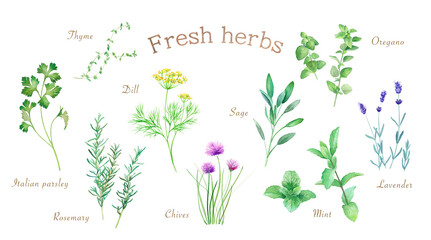 色々なティー用ハーブ。水彩イラスト。＃2（カモミール、ミント、ローズヒップ、ワイルドストロベリー、レモンバームなど） （透過背景） © Keiko Takamatsu