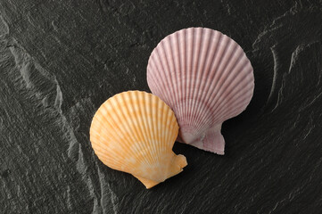 ヒオウギ貝-３