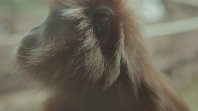 Portrait of Vulnerable Javan Lutung Langur Trachypithecus auratus Originally from Indonesia