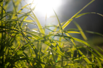 Defocused grasses or crops with direct sunlight. Carbon neutrality concept