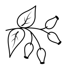 Rosehip berries on a branch, linear contour drawing. Vector isolated doodle illustration for postcards, design, decor, printing