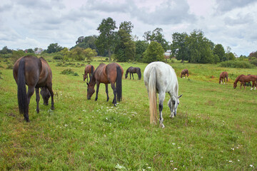 Obraz premium A herd of horses peacefully grazing on a green meadow. Free range farm animals