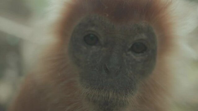 Portrait of Vulnerable Javan Lutung Langur Trachypithecus auratus Originally from Indonesia