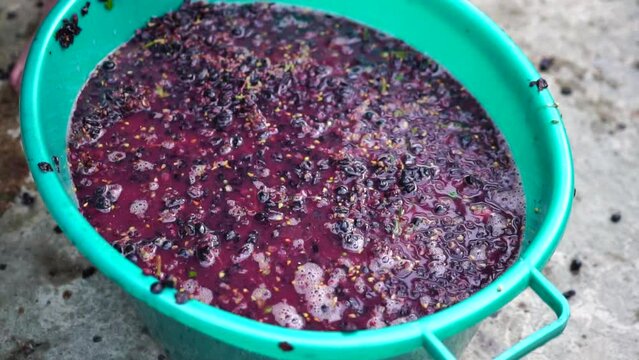 Grape-treading or grape-stomping in traditional winemaking. Senior farmer separates grapes from a bunch in traditional way. Grapes are trampled by barefoot man to release juices and begin fermentation