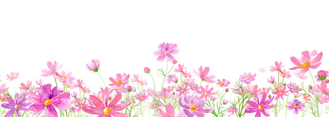 満開のコスモス畑の水彩イラスト。シームレスボーダーライン。連続模様。（透過背景）
