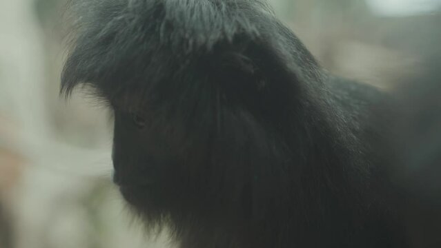 Portrait of Vulnerable Javan Lutung Langur Trachypithecus auratus Originally from Indonesia