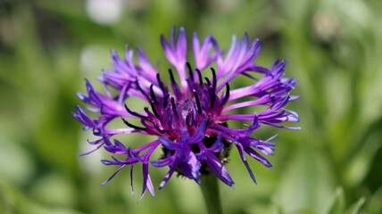Purple cornflower flower on a blurred natural green background. Close-up, selective focus.