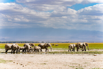 Naklejka na ściany i meble Animals in Amboseli National Park