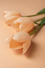 Beautiful tulip flowers on beige background