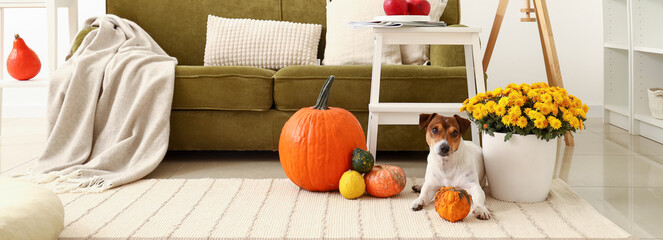 Cute dog with autumn pumpkins and fresh chrysanthemum flowers in living room